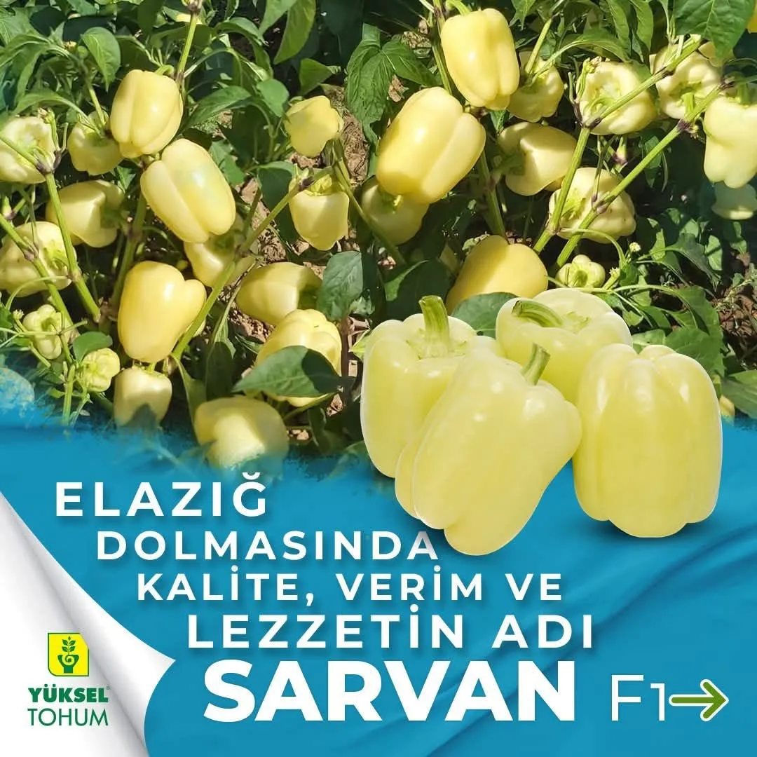 Sarvan F1